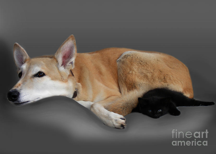 Kitten and canine Photograph by Linsey Williams