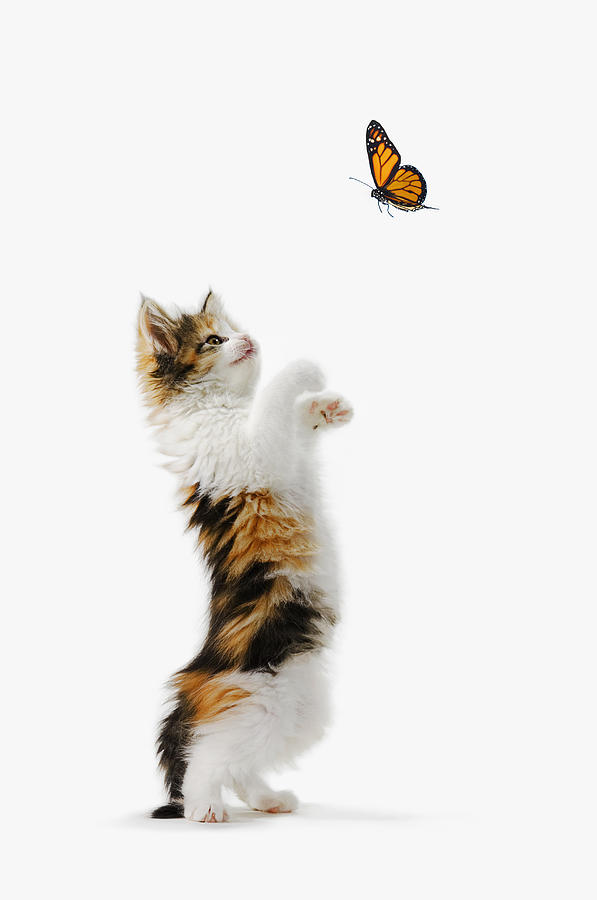 Animal Photograph - Kitten And Monarch Butterfly by Thomas Kitchin & Victoria Hurst