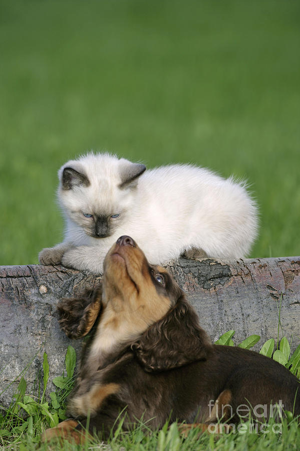 Mammal Photograph - Kitten And Puppy Playing by Rolf Kopfle