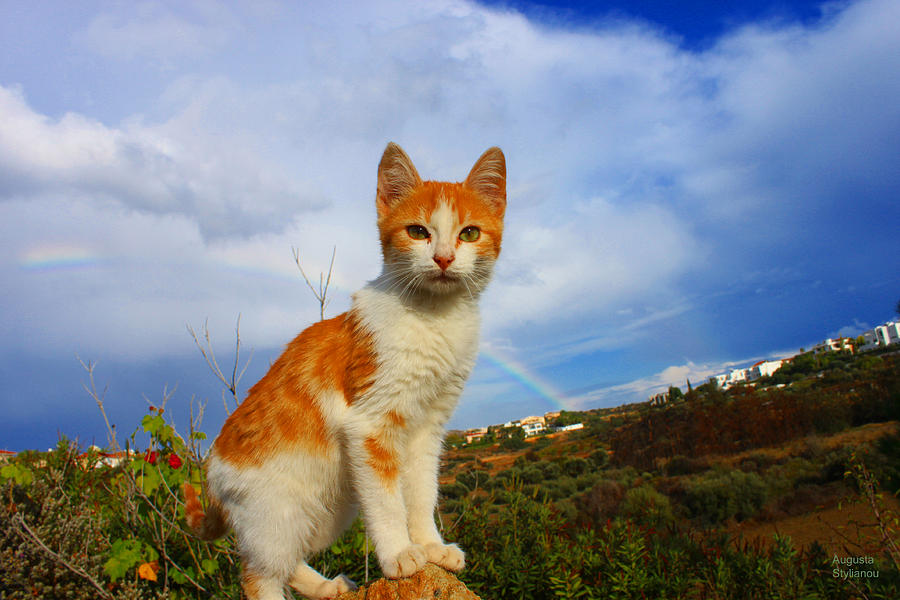 Kitten and Rainbow Photograph by Augusta Stylianou
