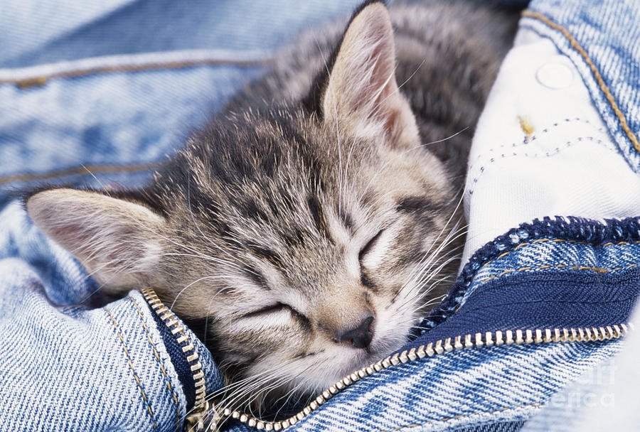 Kitten Asleep In Jeans Photograph by John Daniels