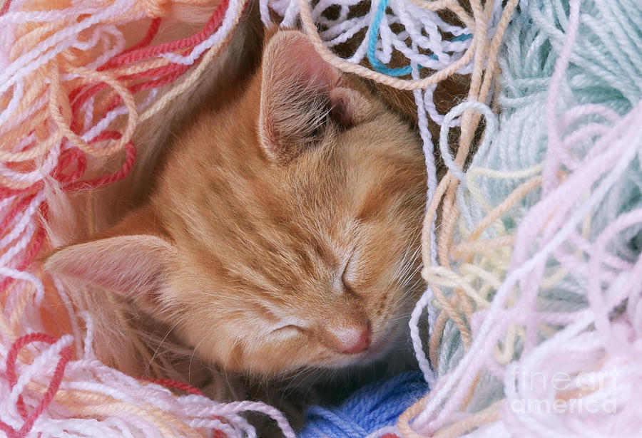 Cat Photograph - Kitten Asleep In Yarn by John Daniels