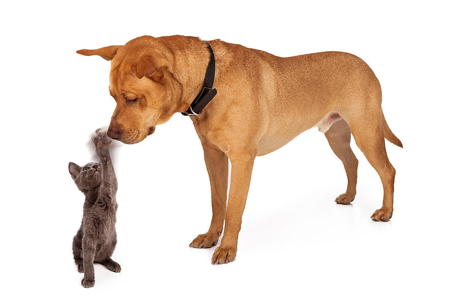 Kitten batting at nose of large breed dog Photograph by Good Focused