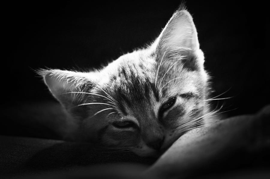 Black And White Photograph - Kitten black and white by Sindy Stohler