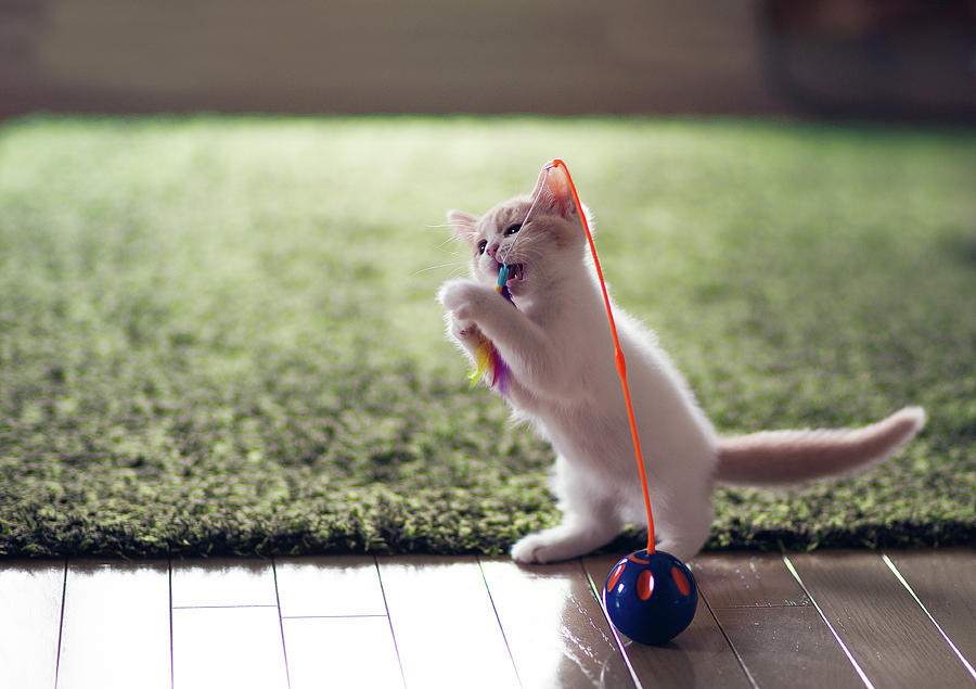 Kitten Catches Feather Toy Photograph by Benjamin Torode