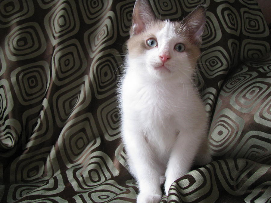 Kitten Chocolate and White Photograph by Pamela Benham Fine Art America