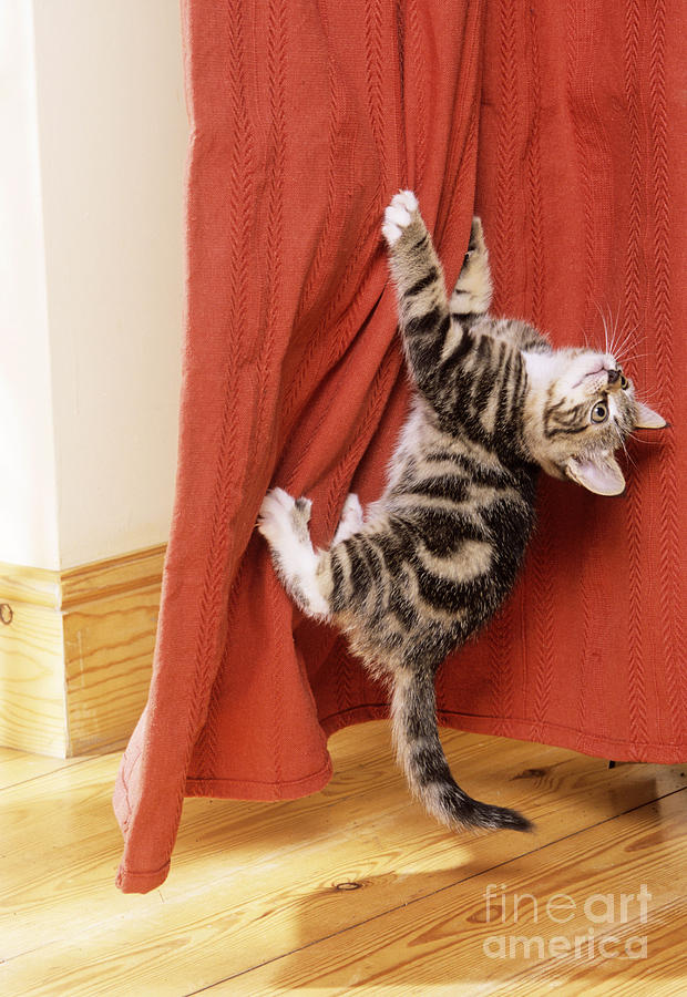 Kitten Climbing Curtains Photograph by John Daniels
