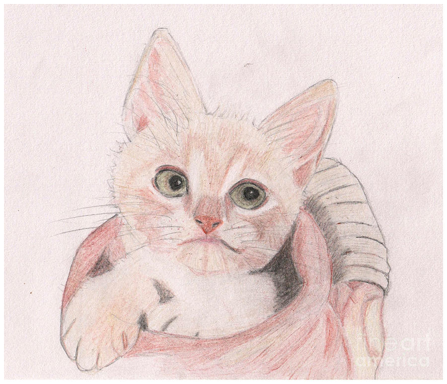 Hand Drawn Cute Kitten in a Vase Drawing by Barefoot Bodeez Art