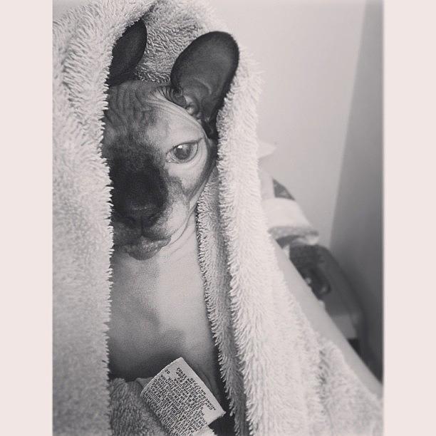 Meow Photograph - Kitten Got A Bath Tonight & He Is More by Stefanie Olson