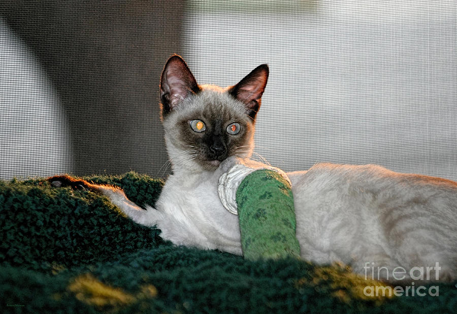 Unique Photograph - Kitten in a Cast by Barbara D Richards