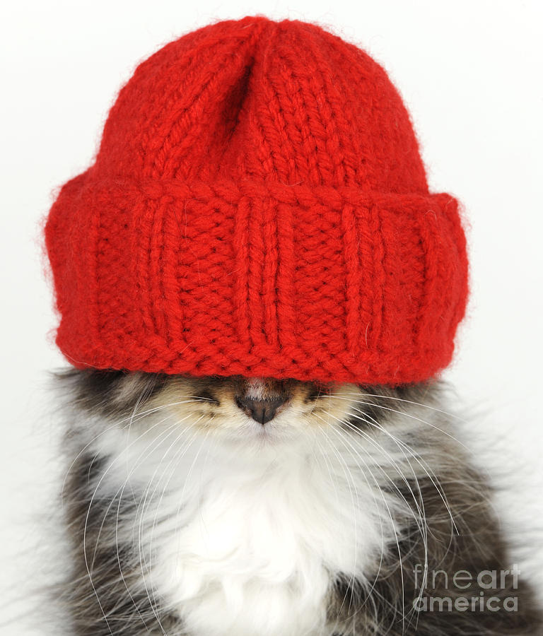 Kitten In A Hat Photograph by John Daniels