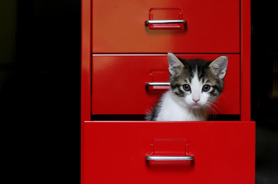 Kitten In A Red Drawer Photograph by © Nico Piotto
