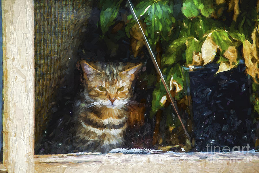 Cat Photograph - Kitten in a window by Sheila Smart Fine Art Photography
