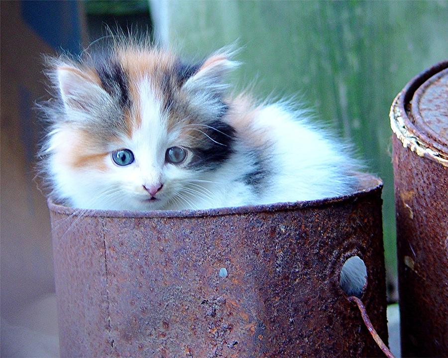 Nature Photograph - Kitten in an Old Paint Bucket  by James Scott Preston