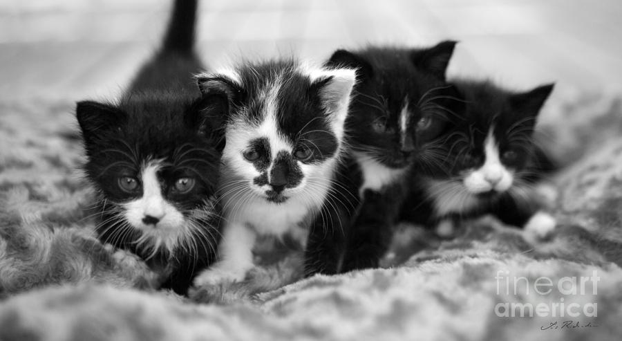 Copyright Owner Photograph - Kitten in black and white by Iris Richardson