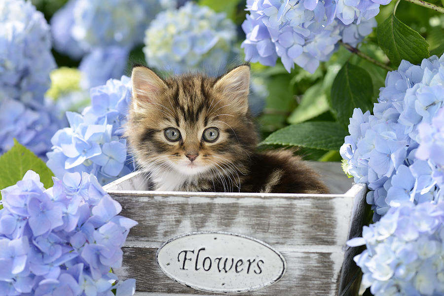 Cat Photograph - Kitten In Flowerpot by MGL Meiklejohn Graphics Licensing