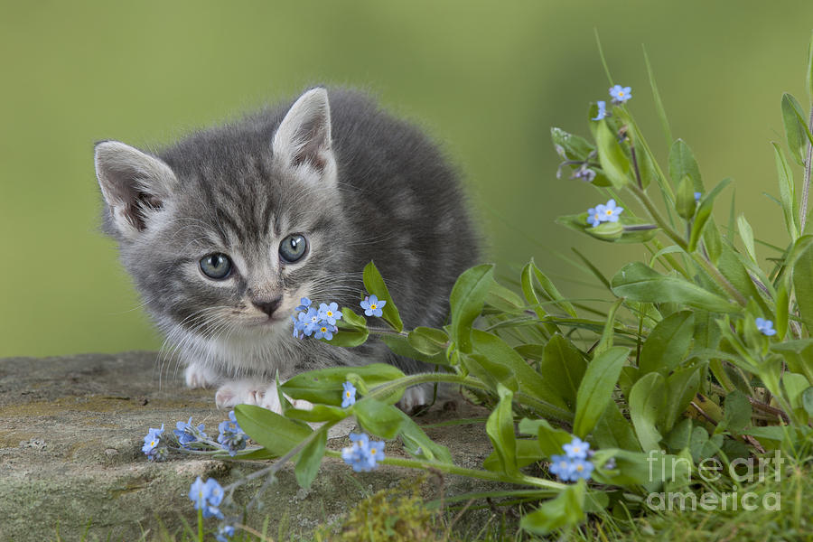 Cat Photograph - Kitten In Flowers by John Daniels