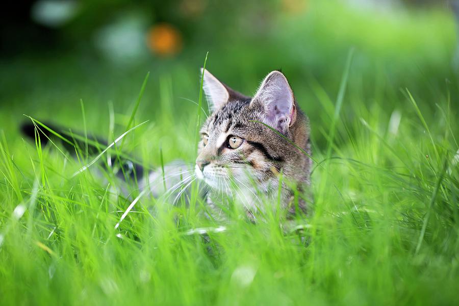 Kitten In Gras Photograph by Lacaosa