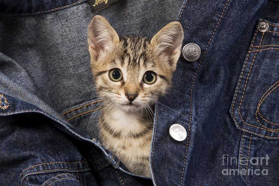 Cat in shop jean jacket