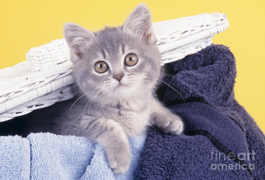 Kitten In Laundry Photograph by John Daniels