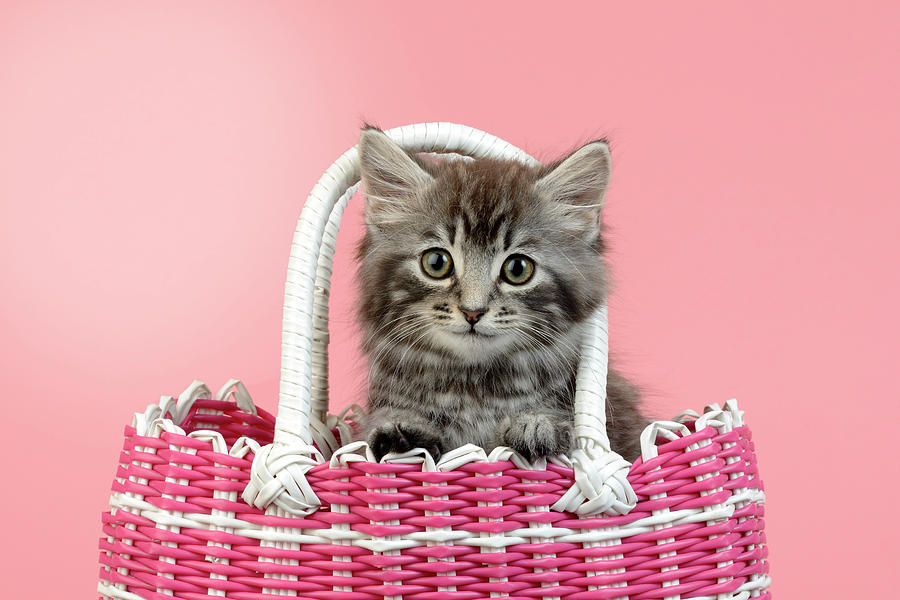 Kitten In Pink Basket Painting by MGL Meiklejohn Graphics Licensing