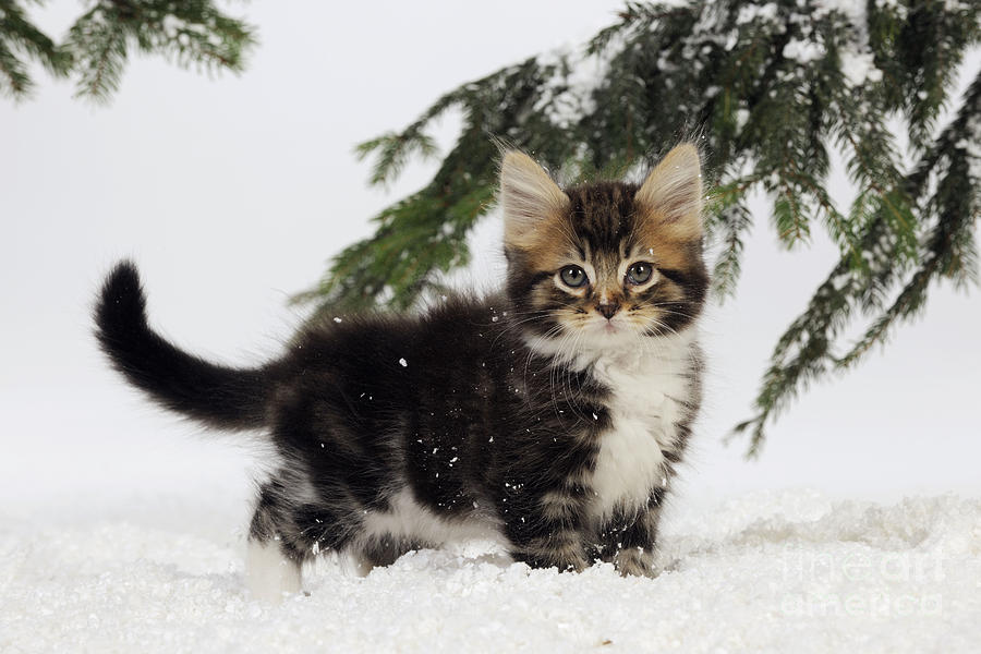 Kitten In Snow Photograph by John Daniels
