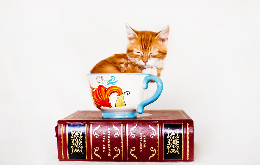 Tea Photograph - Kitten in Soup Bowl - Jellybean - Animal Rescue Portraits by Andrea Borden