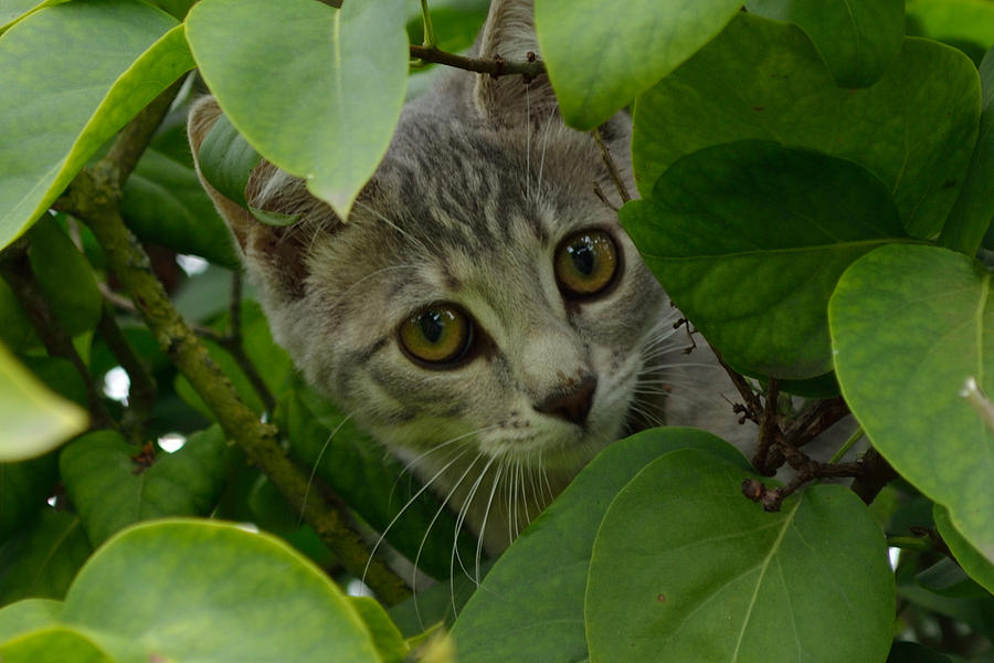 Kitten in the Bushes Photograph by Scott Lyons