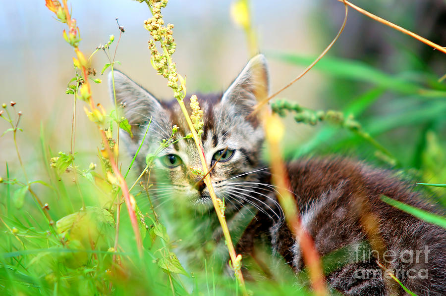 Kitten in the grass Photograph by Michal Bednarek