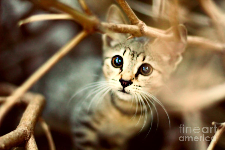 Cat Photograph - Kitten by Jasna Buncic