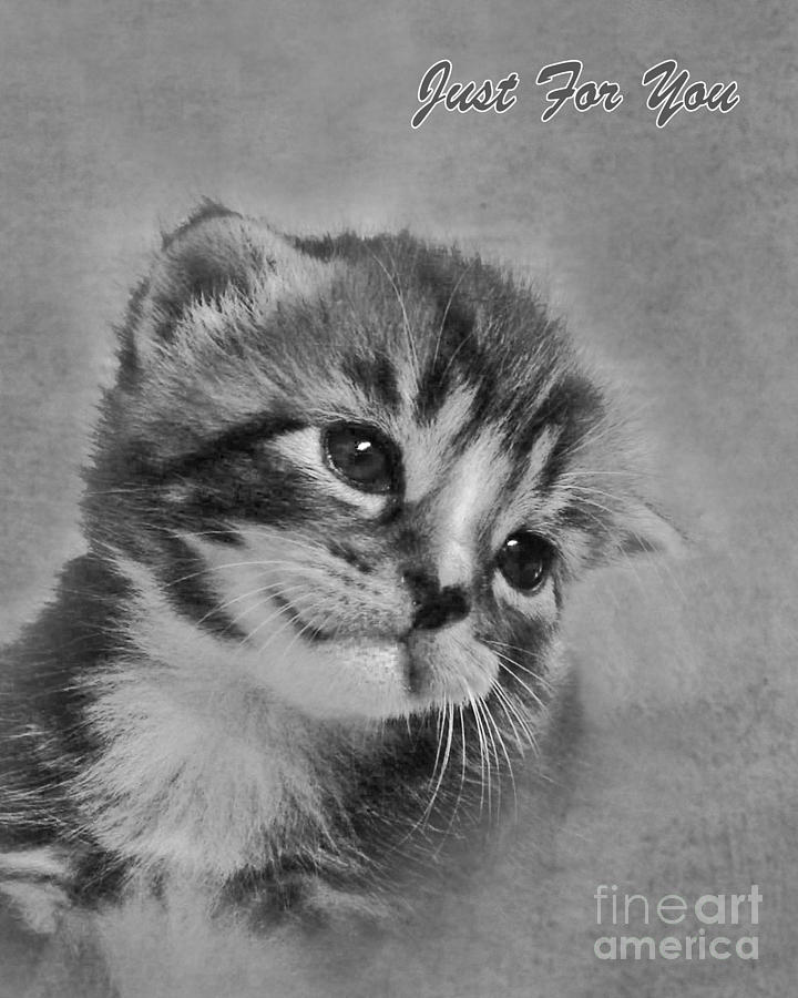 Up Movie Photograph - Kitten Just For You by Terri Waters