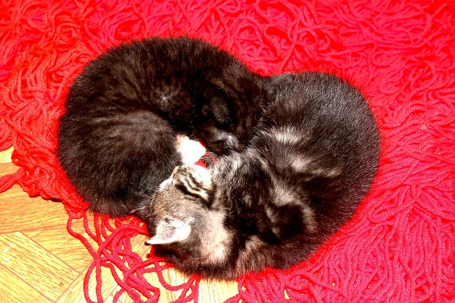 Kittens Photograph - Kitten Love by Connie Ann LaPointe