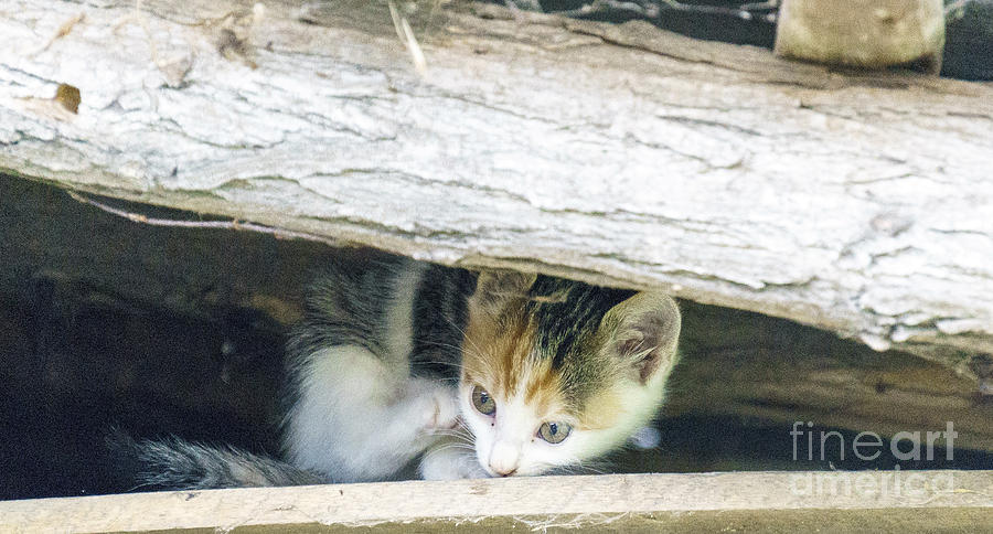 Kitten Photograph by Milena Boeva