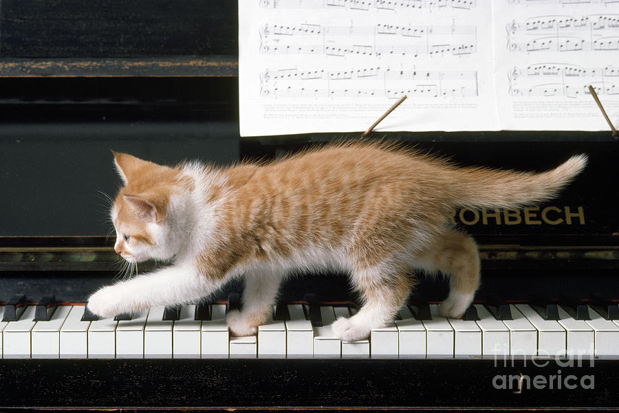 Kitten On Piano Photograph by John Daniels