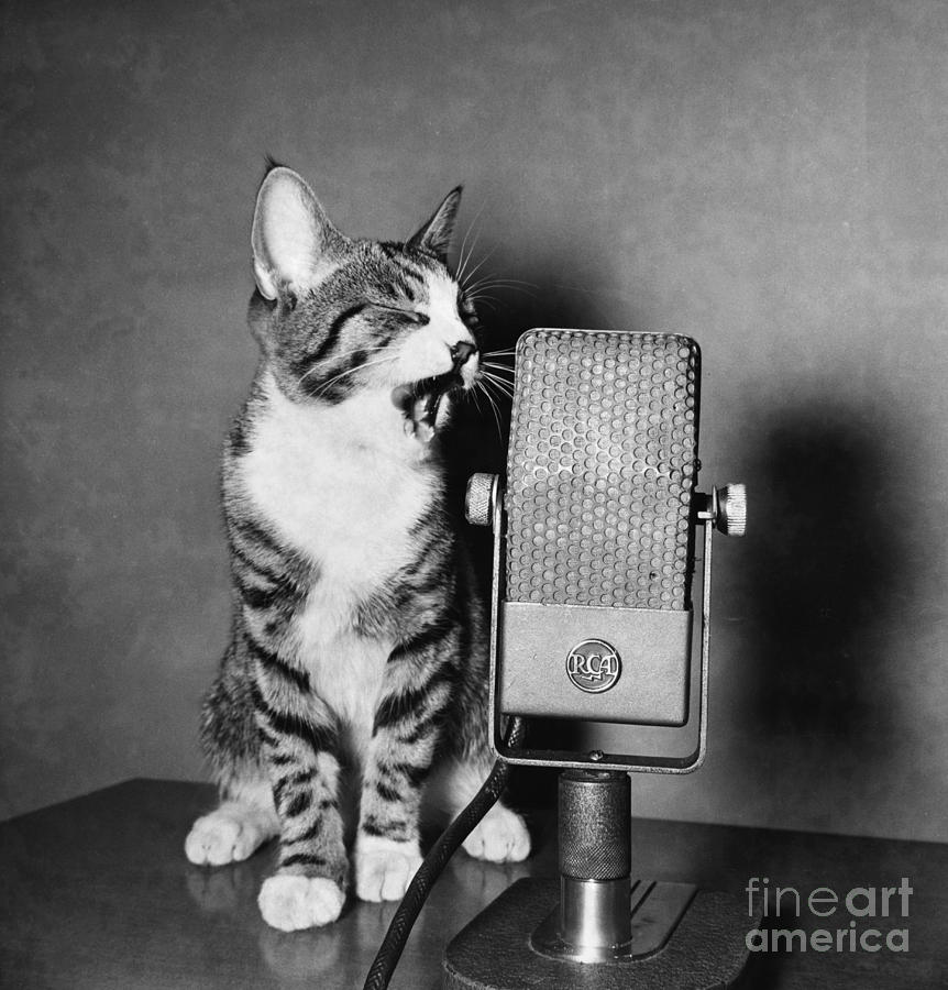 Kitten on the Radio Photograph by Syd Greenberg