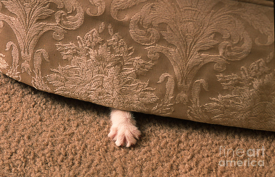 Cat Photograph - Kitten Paw by James L Amos