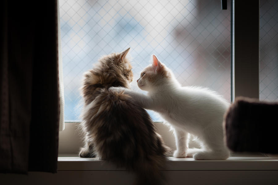 Kitten placing paw on other kitten Photograph by Benjamin Torode