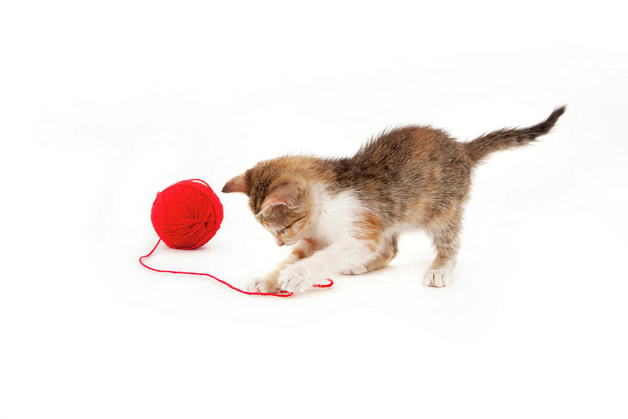 Kitten Playing With A Ball Of Red Wool Photograph by By Kerstin Claudia