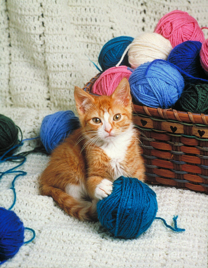 kitten-playing-with-yarn-david-n-davis.j