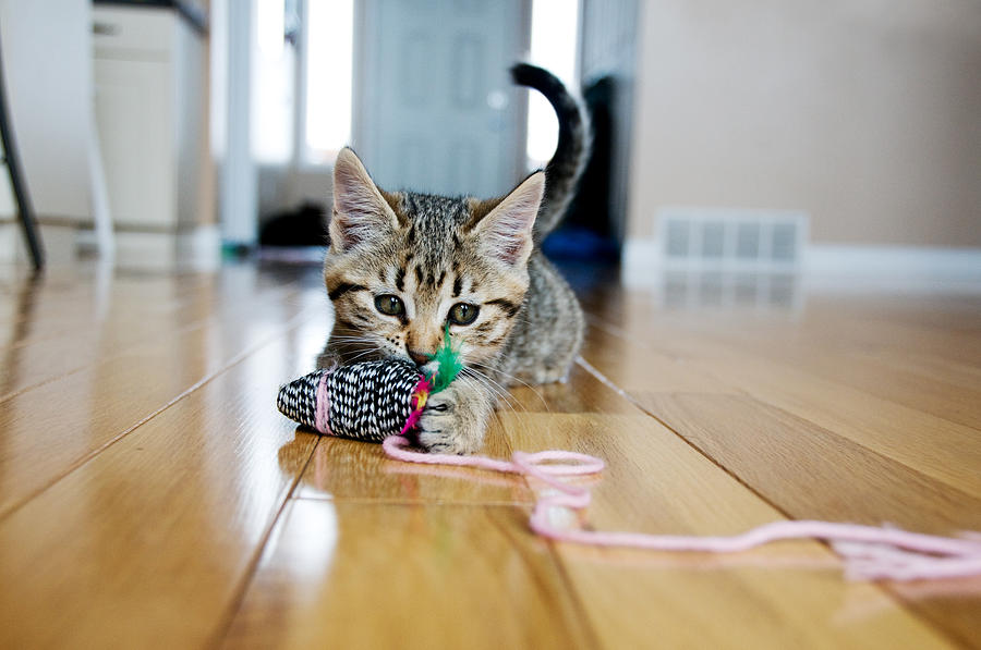 Kitten plays with toy mouse Photograph by Wildroze