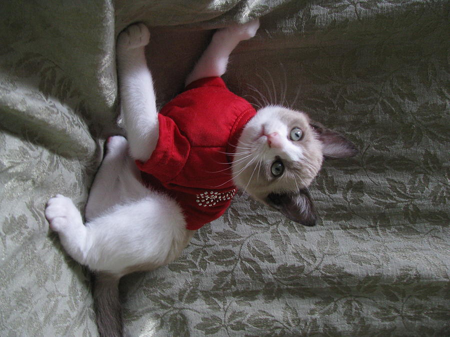 Kitten Red Christmas T Shirt One Photograph