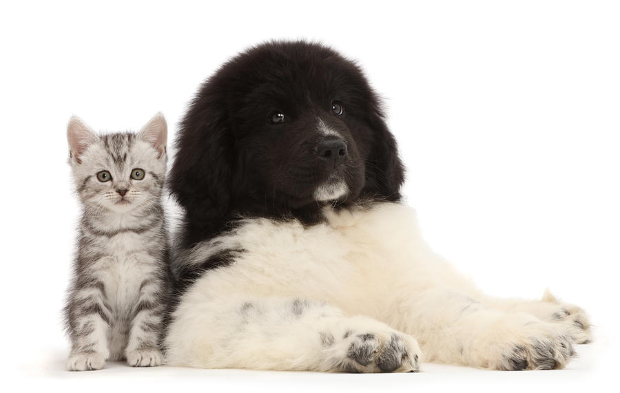 Kitten Sitting With Newfoundland Puppy Photograph by Mark Taylor