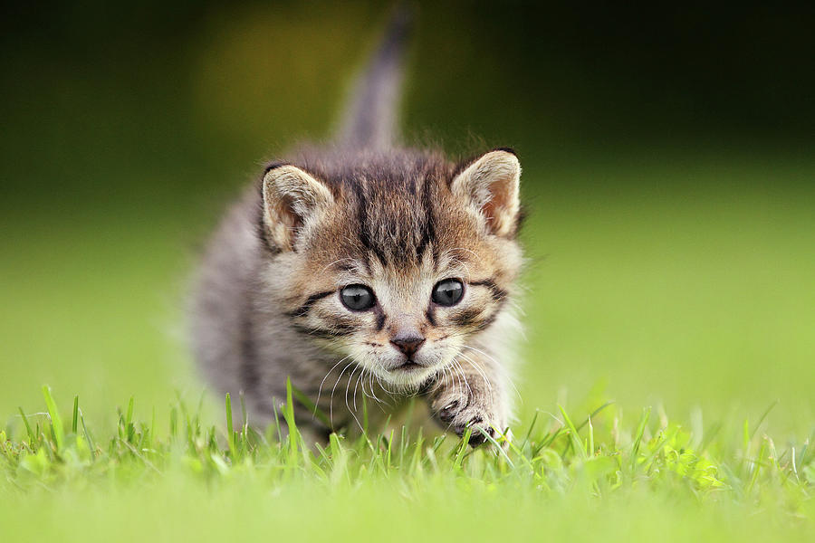 Kitten Sneaking Up Photograph by Kim Partridge/partridge-petpics Kitten Sneaking Up Photograph by Kim Partridge/partridge-petpics