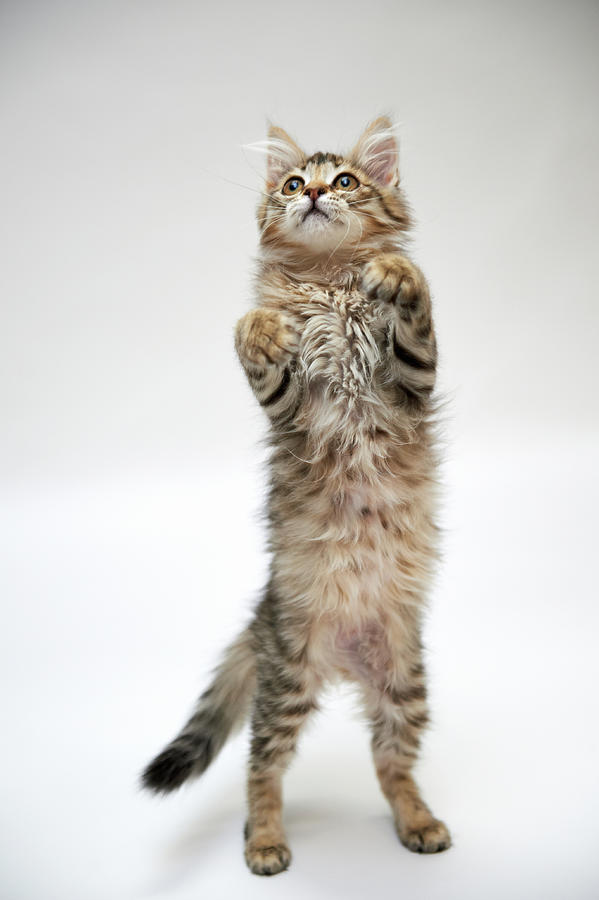 Kitten Standing Photograph by Akimasa Harada