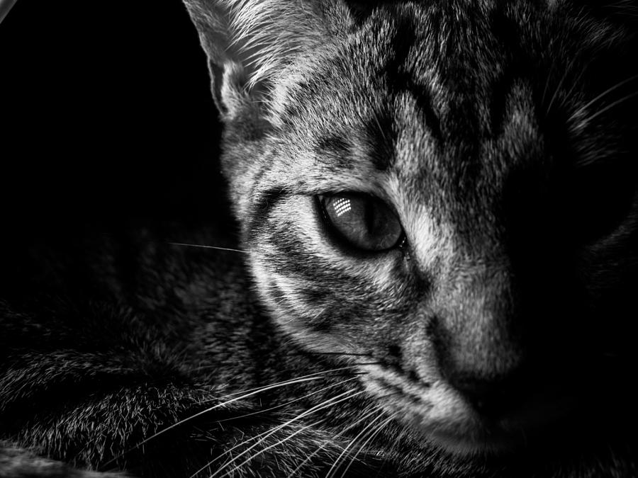 Kitten Stares Photograph by Jeff Mesker - Fine Art America