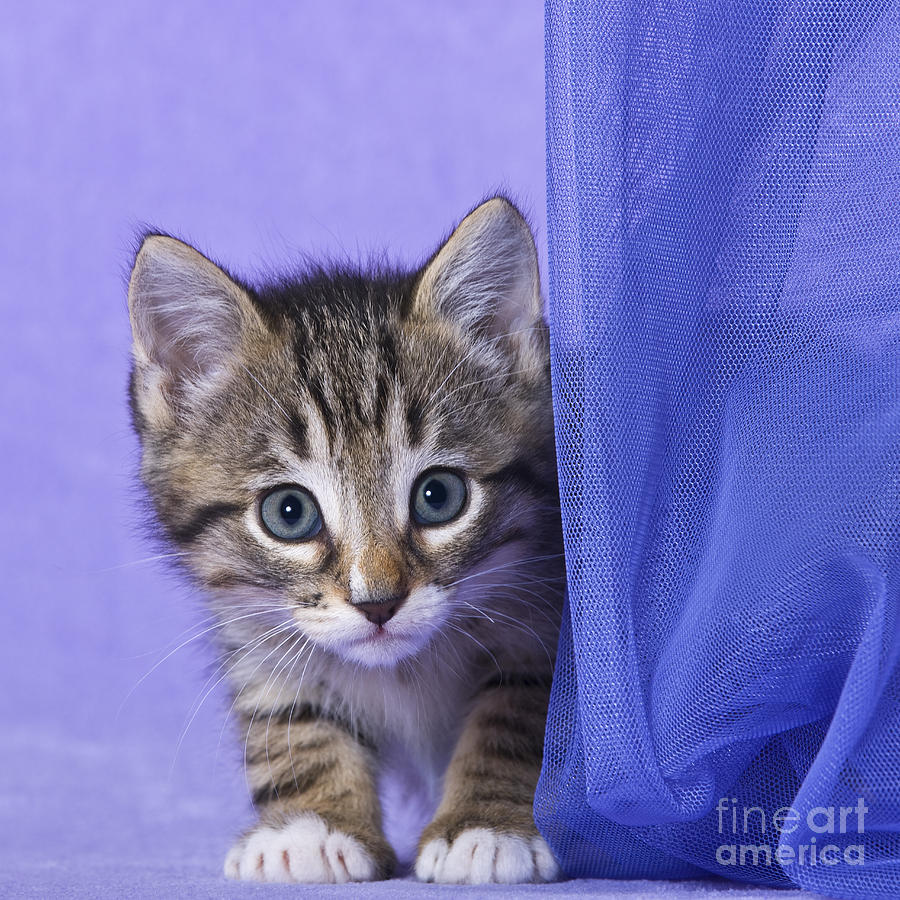 Kitten with a Curtain Photograph by Jean-Louis Klein and Marie-Luce Hubert