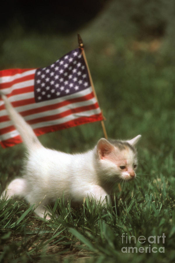 Image result for kitty and american flag