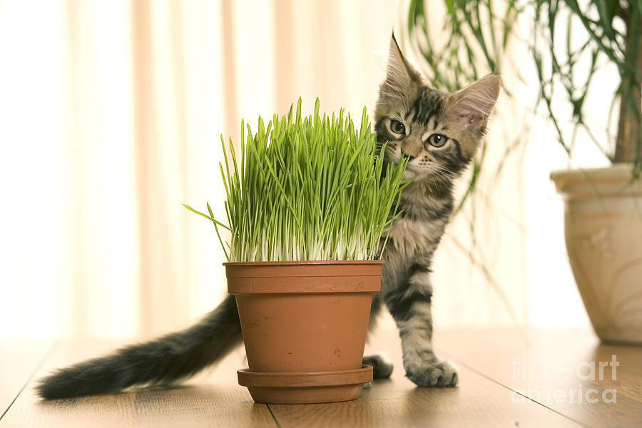 Kitten With Cat Grass Photograph by Jean-Michel Labat