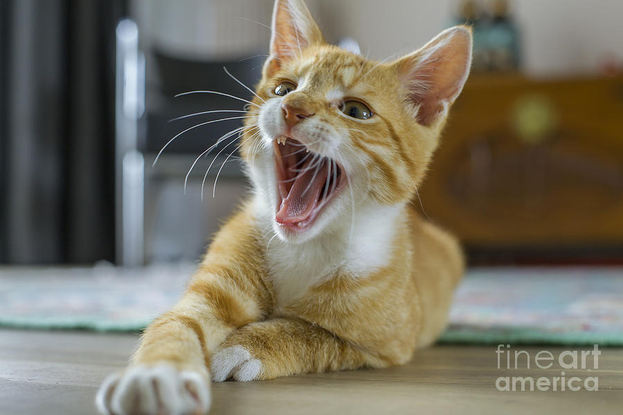 Cat Photograph - Kitten yawning by Patricia Hofmeester
