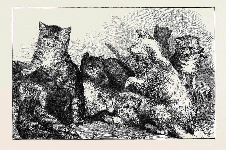 Vintage Drawing - Kittens At The Crystal Palace Cat Show by English School